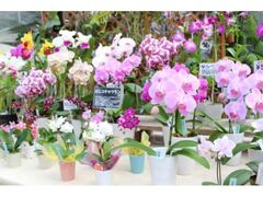 �炭�₱�̉Ԋف@�t�̃����W�̎ʐ^1