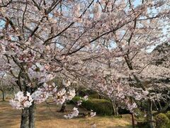 ���֌����̍��̎ʐ^1