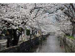 �ʋ���̍����؂̎ʐ^1