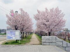 ���R�r�����̍��̎ʐ^1