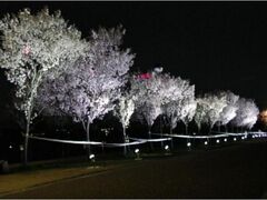 ���܂�E�t�̎ʐ^1