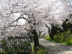 ���Ȃ�̍��̎ʐ^1