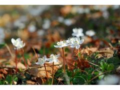 �Z�b���R�A�����@�~�G���ʊJ���̎ʐ^1