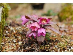 �Z�b���R�A�����@�V�[�Y���I�[�v���̎ʐ^1