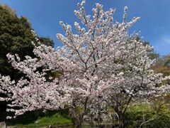 �{�����{�����̍��̎ʐ^1