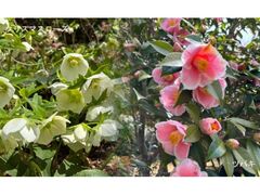 �{�����{�����@�t�@�Ԃ߂���̎ʐ^1