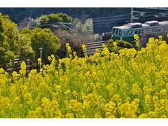 �؂̉Ԃ܂�̎ʐ^1