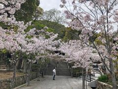 �{�����̍��̎ʐ^1