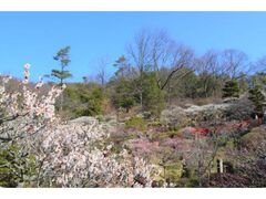 ���R���~�ъJ���̎ʐ^1