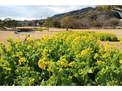 ���炫�i�m�n�i�̌����̎ʐ^1