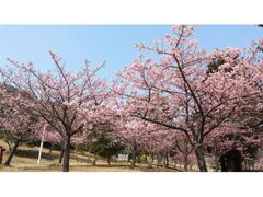 WHcΊC@炫܂̎ʐ^1