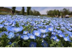 �W�H�����c���ΊC�������@�t�̃J�[�j�o���̎ʐ^1