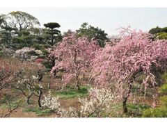 �]���V���{�̔~�̎ʐ^1