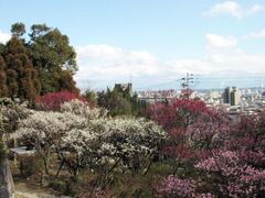 ���{�����̔~�т̎ʐ^1