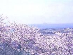 ���}�R�̍��̎ʐ^1