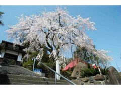 �������̂�������̎ʐ^1