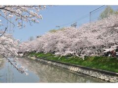 �����쉈���̍��̎ʐ^1