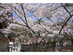 �M�M�R���쑷�q���̍��̎ʐ^1