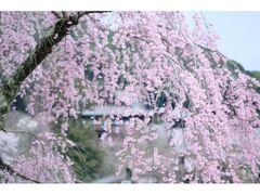 ���J���̍��̎ʐ^1