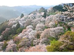 �g��R�̍��̎ʐ^1