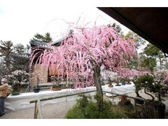 �����V���{�~�~�W�̎ʐ^1