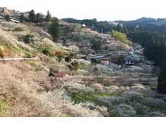 �ꖼ���~�т̌����̎ʐ^1