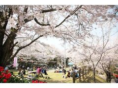 �T�r�����̂�����̎ʐ^1