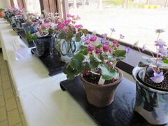 �ÓT�A���ƎR�쑐�W�̎ʐ^1