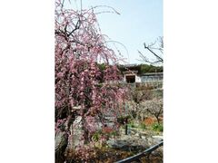 �a�̉Y�V���{�̔~�̎ʐ^1