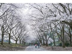 �Ƃ��Ƃ�ԉ�L�@�X�v�����O�t�F�X�e�B�o���A���܂�̎ʐ^1