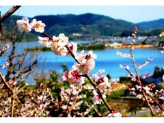 ��Ԕ~�k�@�~�̊J�Ԃ̎ʐ^1