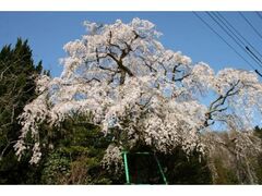 �R�{�̔��}�����̎ʐ^1