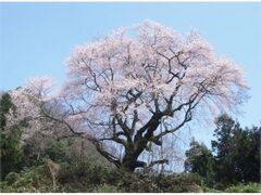 ���J��R���̎ʐ^1