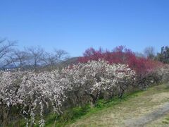 ���R�s���c�R�A�����@�~�̌����̎ʐ^1