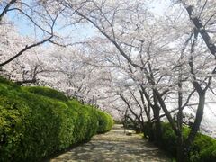 ���R�s���c�R�A�����@���܂�̎ʐ^1