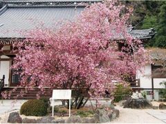 �g�ˎ��i�H���̗��j�̊C���̎ʐ^1