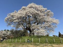 �����̊J�Ԃ̎ʐ^1