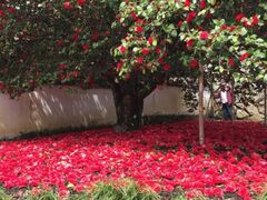 �������̒ւ̎ʐ^1