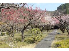 �R�[�q�̔~�̎ʐ^1