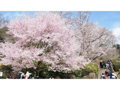 �L���s�A�������@������܂�̎ʐ^1