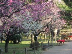 �L�����k�i���@�~�̊J�Ԃ̎ʐ^1