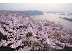 �M�e�R�E�����R�̍��̎ʐ^1