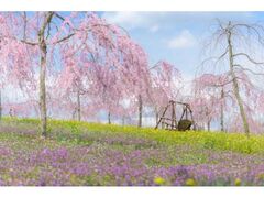 ���������_��@������Ղ�̎ʐ^1