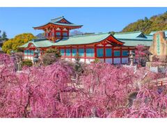 �h�{�V���{�@�~�܂�̎ʐ^1