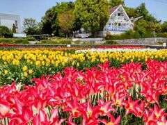 �k���`���[���b�v�t�F�A�̎ʐ^1