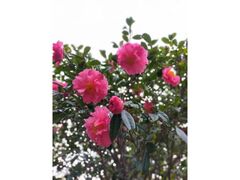 �֎��R���̃c�o�L�̎ʐ^1