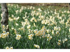 ���c�]��܂�̂������@���t�t�F�X�^�̎ʐ^1