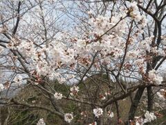 �y�m�R�����̍��̎ʐ^1