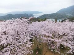 �J�R�����̍��̎ʐ^1