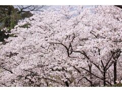 ���̍L��̍��̎ʐ^1